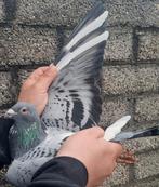 Postduif DRAPA "POKERFACE"/"SKY FIGHTER", Dieren en Toebehoren, Vrouwelijk, Postduif