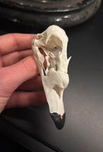 Schedel Zwarte Zee-eend., Ophalen of Verzenden, Zo goed als nieuw, Vogel, Schedel