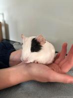 Laatste jong Cavia beertje (Vlek) mag verhuizen!, Dieren en Toebehoren, Cavia, Mannelijk, Tam, Oktober