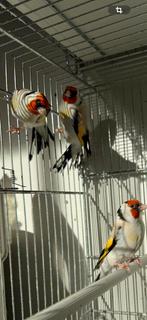 Majoor putters te koop. Eumo en satinet., Meerdere dieren, Wildzangvogel