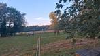 Prive Stalling + wei ( overasselt) per 1 november, Dieren en Toebehoren, Stalling en Weidegang, Weidegang