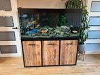 Malawi aquarium 150x60x70, Ophalen, Zo goed als nieuw, Gevuld zoetwateraquarium