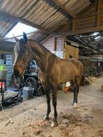 Paarden & Pony’s scheren