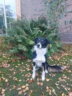 Border collie herplaatsing, Rabiës (hondsdolheid), 1 tot 2 jaar, Teef, Eén hond