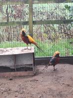 2 goudfazanten hanen, Mannelijk, Overige soorten