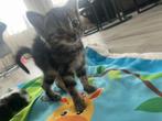 3 lieve kittens zoeken nieuwe baasje, Dieren en Toebehoren, Katten en Kittens | Raskatten | Korthaar