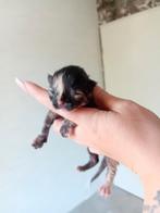 Kitten, Poes