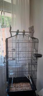 Twee lieve grasparkieten te koop – inclusief kooi en acc, Dieren en Toebehoren, Vogels | Parkieten en Papegaaien