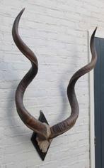Grote oude schedel KUDU ANTILOPE op zwart houten schild (G), Verzamelen, Dierenverzamelingen, Ophalen, Gebruikt, Wild dier, Schedel