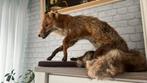 Wild fox, Verzamelen, Dierenverzamelingen, Ophalen, Zo goed als nieuw, Wild dier, Beeldje of Figuurtje