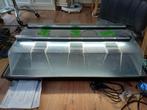 Zeer grote kweekkas/propagator 60x100 cm, Ophalen, Gebruikt, Kweekkast