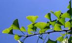 restpartij 17 Ginkgo biloba levensboom 100 euro, Tuin en Terras, Planten | Bomen, Minder dan 100 cm, Zomer, Volle zon, In pot