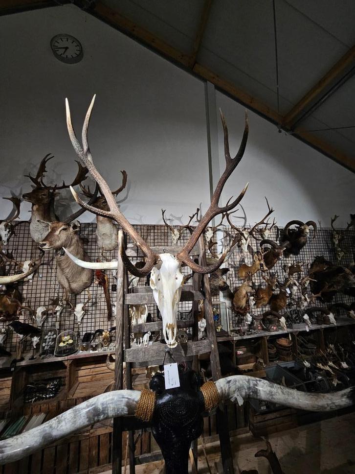 edelhert schedel met originele onderkaak sku 1, Verzamelen, Dierenverzamelingen, Nieuw, Schedel, Hert, Ophalen