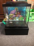 Aquarium 20 liter met achtergrond, Dieren en Toebehoren, Ophalen, Leeg aquarium