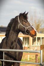 Mooie 5 jarige merrie v. Just Wimphof x Wynton, Dieren en Toebehoren, Paarden, Onbeleerd, Merrie, Gechipt, 3 tot 6 jaar