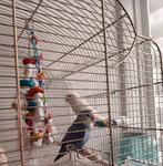 Agapornis Roseicolli

Lovebird, Meerdere dieren, Dwergpapegaai of Agapornis, Tam