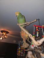 Amazone papegaai, Dieren en Toebehoren, Vogels | Parkieten en Papegaaien, Mannelijk, Papegaai, Geringd