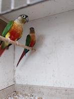 Pyrrhura parkieten, Dieren en Toebehoren, Vogels | Parkieten en Papegaaien, Meerdere dieren, Parkiet