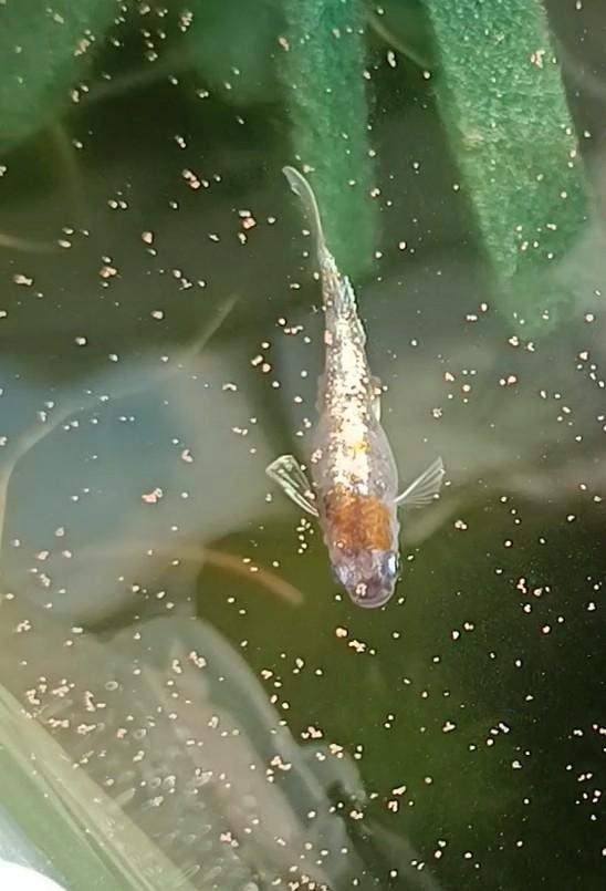 Eitjes medaka Lu-04, Dieren en Toebehoren, Vissen | Aquariumvissen, Vis