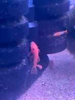 Ancistrus red jonkies, Vis