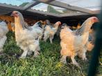 Brahma zwart wit columbia hanen, Dieren en Toebehoren, Mannelijk, Kip