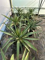 Yucca gloriosa in 10L pot - Prachtige Palmlelie, Tuin en Terras, Volle zon, Vaste plant, Zomer, Ophalen