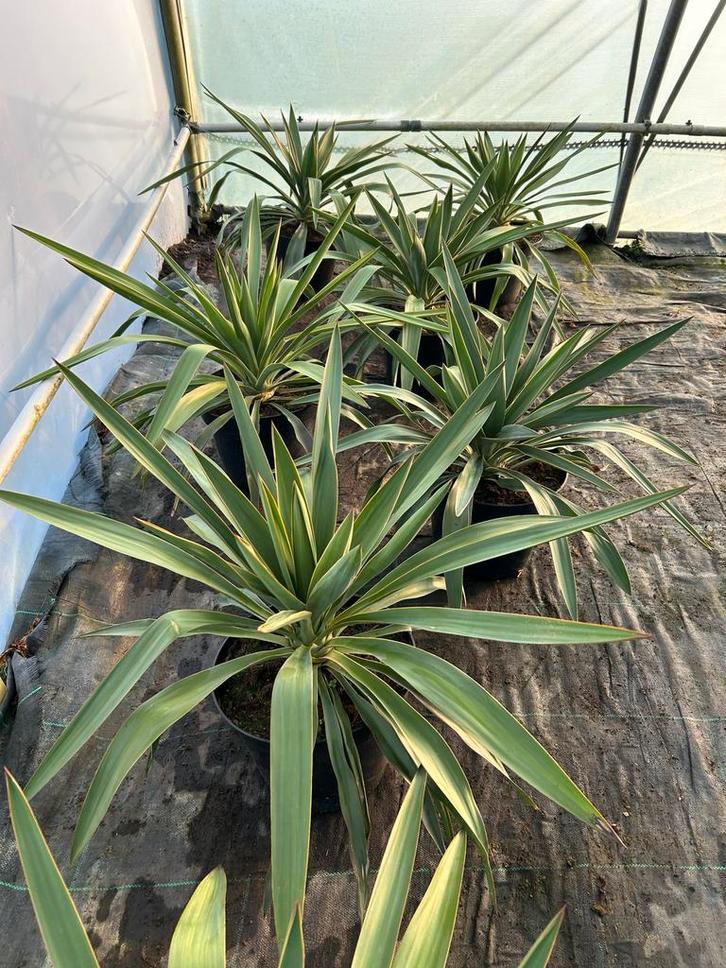 Yucca gloriosa in 10L pot - Prachtige Palmlelie, Tuin en Terras, Planten | Tuinplanten, Vaste plant, Overige soorten, Volle zon