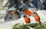 Gezocht Europese goudvinken, Dieren en Toebehoren, Vogels | Overige Vogels, Meerdere dieren, Wildzangvogel, Geringd