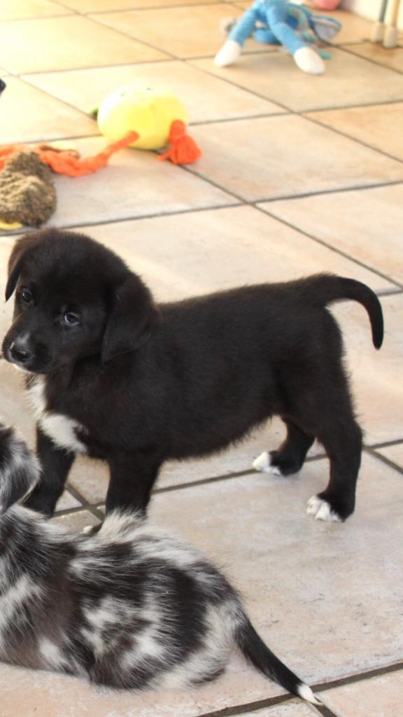 Wegens anulering labrador x border collie pup, Dieren en Toebehoren, Honden | Retrievers, Spaniëls en Waterhonden, Meerdere dieren