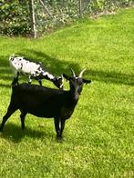 Dwerggeit, Dieren en Toebehoren, Schapen, Geiten en Varkens, Vrouwelijk, Geit, 0 tot 2 jaar