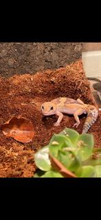 Afrikaanse vetstaart gekko met terrarium, Hagedis, Met terrarium, 0 tot 2 jaar