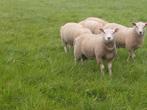 Dekrammen  zwoegervrij, Dieren en Toebehoren, Schapen, Geiten en Varkens, Mannelijk, Schaap