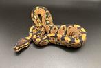 0.1 Wildkleur DH Hypo Clown ball python regius te koop, Dieren en Toebehoren, Reptielen en Amfibieën, Slang, Tam, 0 tot 2 jaar