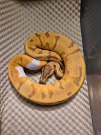 Super enchi ultramel pied, Dieren en Toebehoren, Reptielen en Amfibieën, Slang, 0 tot 2 jaar