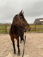 Te koop lieve merrie