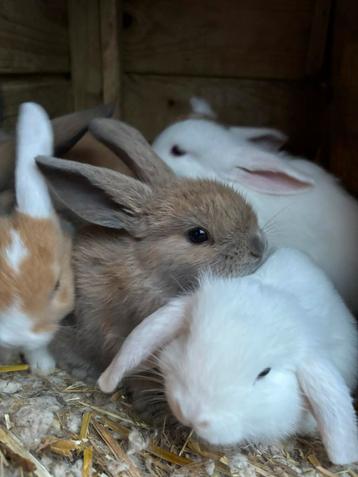 Nederlandse dwerg hangoor konijntjes geboren 23 april beschikbaar voor biedingen