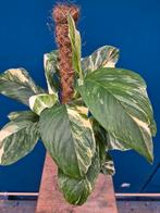 Monstera Lechleneriana Variegata p17 (3), Ophalen of Verzenden, Halfschaduw, Minder dan 100 cm