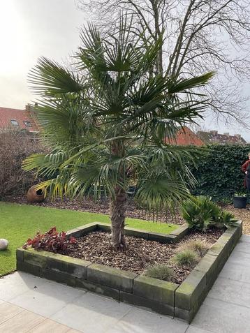 Palmboom Trachycarpus Fortunei (Chinese waaierpalm) beschikbaar voor biedingen