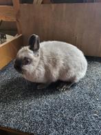 dwergkonijn, Dieren en Toebehoren, Konijnen, Vrouwelijk, Dwerg