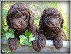 Labradoodle pups. ( MINI +/- 40 cm ) Chocolade bruin., Nederland, Overige rassen, 8 tot 15 weken, CDV (hondenziekte)