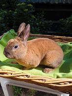 Rex dwerg konijntjes te koop., Dieren en Toebehoren, Konijnen, Meerdere dieren, Dwerg