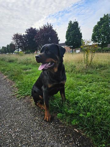 Rottweiler reu 1 jaar beschikbaar voor biedingen