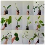 12 kamerplanten met glazen pot, Ophalen, Overige soorten, Minder dan 100 cm
