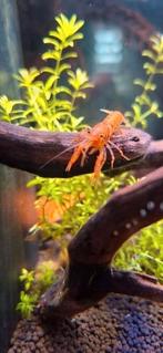 Cpo kreeftje ( vrouwtje), Dieren en Toebehoren, Vissen | Aquariumvissen, Vis