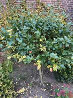 Boompje, Tuin en Terras, Ophalen, Overige soorten, Minder dan 100 cm