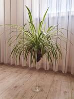Grote degelijke gras lelie in glazen voet.pot....hoogte 83cm, Huis en Inrichting, Kamerplanten, Ophalen of Verzenden, Overige soorten