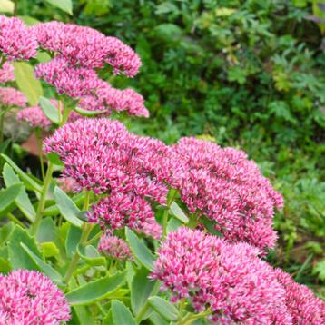 Sedum spectabile - roze hemelsleutel - bijenplant beschikbaar voor biedingen