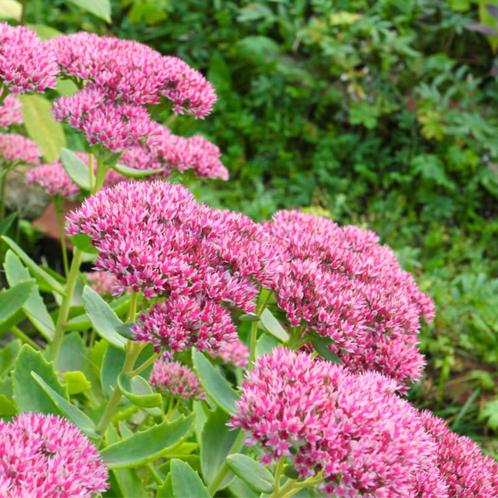 Sedum spectabile - roze hemelsleutel - bijenplant, Tuin en Terras, Planten | Tuinplanten, Vaste plant, Overige soorten, Volle zon