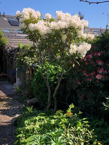 Rhododendron op stam beschikbaar voor biedingen
