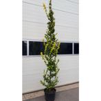 Ulmus hollandica Wredei Goudiep - boom, Halfschaduw, Lente, 100 tot 250 cm, Zuilboom